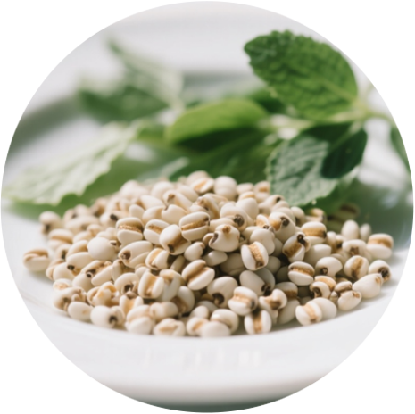 Pearl Coix Seed