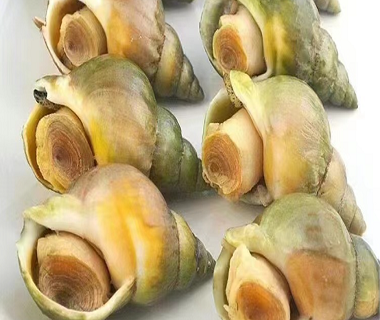 加拿大翡翠螺